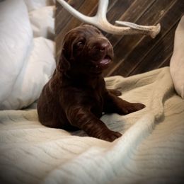 Labrador Retriever puppies from Idaho BA Labradors