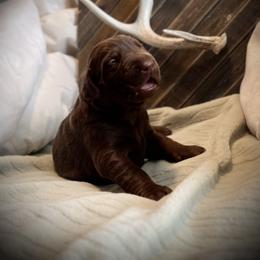 Labrador Retriever puppies from Idaho BA Labradors