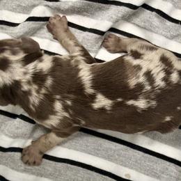 Nimbus - Merle male Cavapoo puppy in Salem, New Jersey from Dreamy Night Doodles
