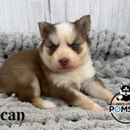 Pecan - Red and white female Pomsky puppy in Eastman, Georgia from Once Upon A Pomsky