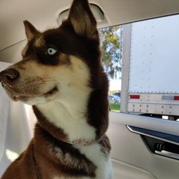 Mika - Siberian Husky