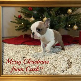 Boy 1 - Seal and white male Boston Terrier puppy in North Central, Vermont from Windy Valley’s Bostons