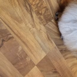 Pekingese from Richards Root River Pekingnese