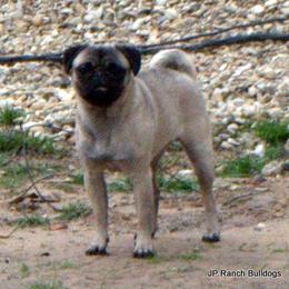 Birdie - Pug