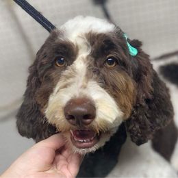 Kori - Bernedoodle