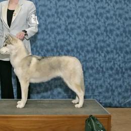 Siberian Huskies from Northern Staar Kennel