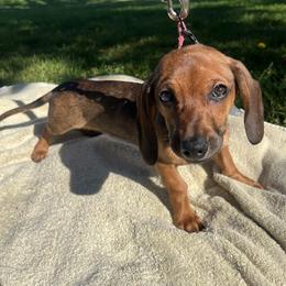 Peanut - Sable female Dachshund puppy in Modesto, California from Raws Doxies