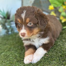 Topaz - Red tri male Toy Australian Shepherd puppy in Granbury, Texas from Texas Miniature Aussies