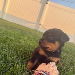 Grape - Black and rust female Rottweiler puppy in Eagle Mountain, Utah from Woolley Darlings