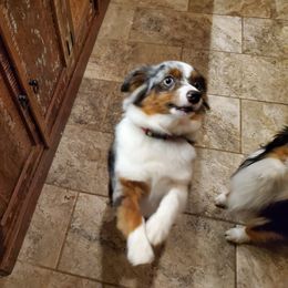 Miniature Australian Shepherd All Grown Up from Harley Farm Aussies