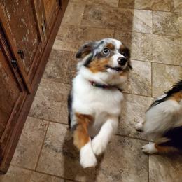 Miniature Australian Shepherd All Grown Up from Harley Farm Aussies