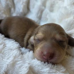 Flynn - Cream male Dachshund puppy in Yacolt, Washington from Cassiopeia Doxies