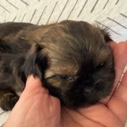 Arya - Brindle female Shih Tzu puppy in Modoc, Kansas from Karla Sauer