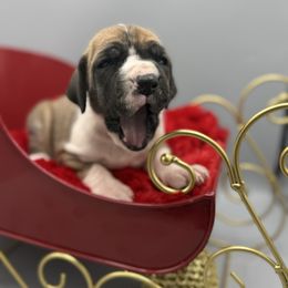 Jiggles - Mantle female Great Dane puppy in Grand Junction, Colorado from Top Brackett Danes