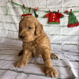 Prancer - Caramel cream male Labradoodle puppy in Monticello, Georgia from Daylin’s Doodles & Labradors