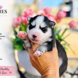 Bean - Black and white female Pomsky puppy in Yavapai County, Arizona from Pawsh Pomskies