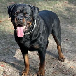 Clyde - Rottweiler