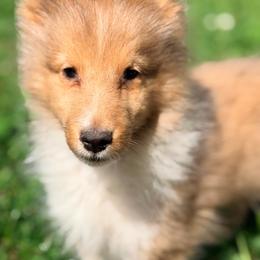 Sean - Sable merle and white male Shetland Sheepdog puppy in New York from Adiame Kennels