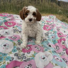 Summer - Blenheim female Cavapoo puppy in Malad City, Idaho from Poppy Meadow Puppies