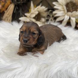 Dachshund Puppies from CR Kennels
