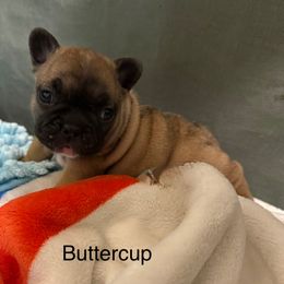 Buttercup - Fawn and white female French Bulldog puppy in Madison, Wisconsin from MadCity Frenchies