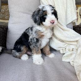 Rocco - Blue merle male Bernedoodle puppy in Holtwood, Pennsylvania from Country Ridge Puppies