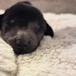 Chevy - Dapple male Dachshund puppy in Statesville, North Carolina from Dannie's Doxies