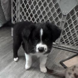 Ace - Black tri male Miniature Australian Shepherd puppy in Town 'N' Country, Florida from House of Miniature Aussies