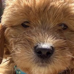 Golden Retrievers from Suzy’s Golden Girls