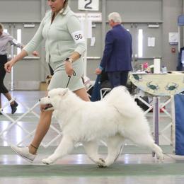 Talli - Samoyed