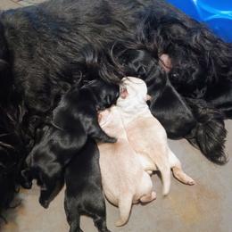 Blk Female 1 - Black female Scottish Terrier puppy in Smiths Grove, Kentucky from Moore's We Little Farm AKC Scotties