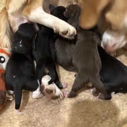 Chocolate Blaze Face - Brown white and tan female Beagle puppy in Gentry, Arkansas from HC Puppy Ranch