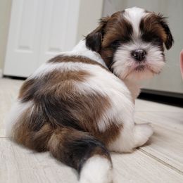 Shih Tzu Puppies from Chimera Shih Tzu