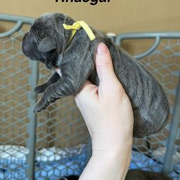 Rhaegal - Gray male Cane Corso puppy in Altoona, Alabama from Snead’s Cane Corso Kennel