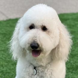 Nomi - Goldendoodle