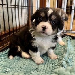 Sugar - Black and tan female Pembroke Welsh Corgi puppy in Noti, Oregon from Solstice Farm Corgis