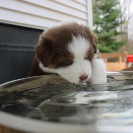 Australian Shepherd Puppies from Starlit Grove Australian Shepherds