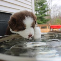 Australian Shepherd Puppies from Starlit Grove Australian Shepherds