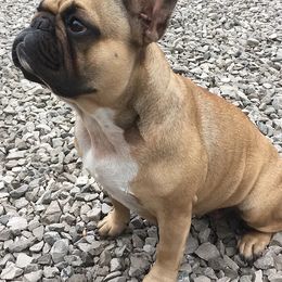 French Bulldogs from Clover Meadow Frenchies