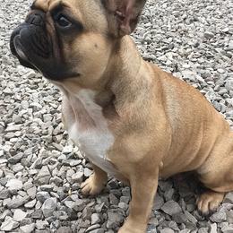 French Bulldogs from Clover Meadow Frenchies