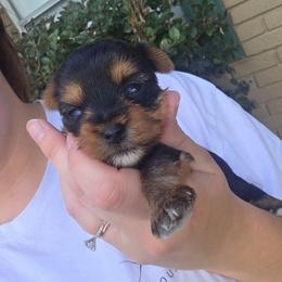 Ace - Black and gold male Yorkshire Terrier puppy in Lakeland, Florida from You Me & The Yorkies