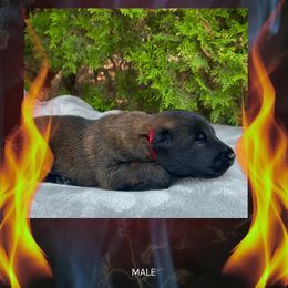 Blaze - Fawn sable male Belgian Malinois puppy in Chino, California from BlueStone K9