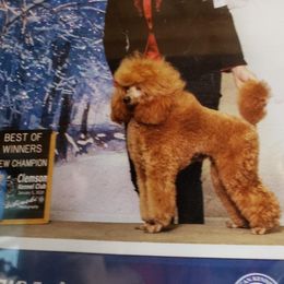 Poodle All Grown Up from Silver Moon Poodles