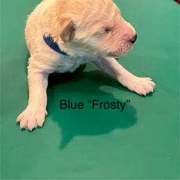 Frosty - Cream male Goldendoodle puppy in St Johns, Florida from Nini's Poodles and Doodles of St. Johns Co.