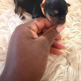Orange - Black and tan female Yorkshire Terrier puppy in Selden, New York from Alisha's Yorkshire Terriers