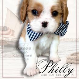 Philly - Blenheim male Cavalier King Charles Spaniel puppy in Ammon, Idaho from Ammon Acres Cavaliers