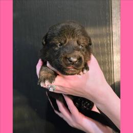 Pink - Bi-color female German Shepherd puppy in Maricopa, Arizona from Royalty German Shepherds