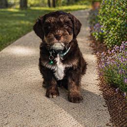 Reeses - Tri-color male Bernedoodle puppy in Salem, Missouri from Meadowbrook Poodles
