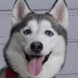 Siberian Huskies from Furever Huskies