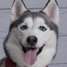 Siberian Huskies from Furever Huskies